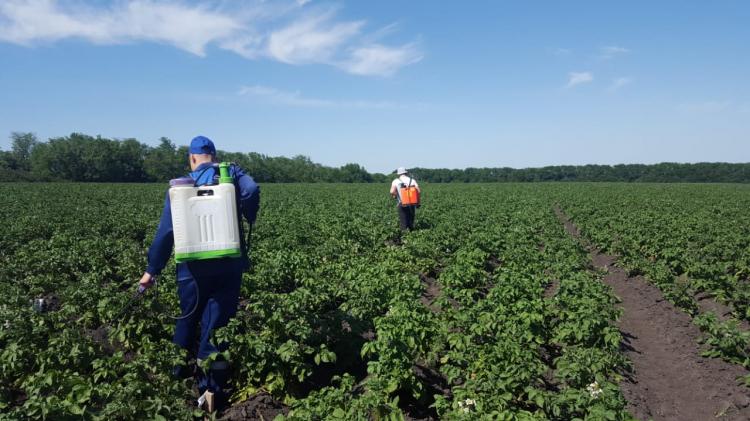 Bookmark field experience in studying the effect of organic fertilizers of firm Sanovita