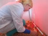 Bacteria for deodorizing air will help broilers grow