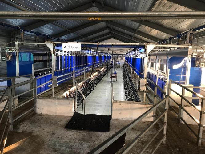 Opening of a dairy farm for the production and processing of goat milk