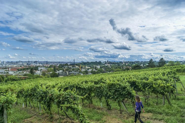 An online excursion to the Sikory estate of the Krasnodar Territory was held for students