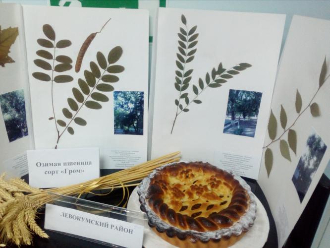 The regional stage of the contest "UNNAT-2019"