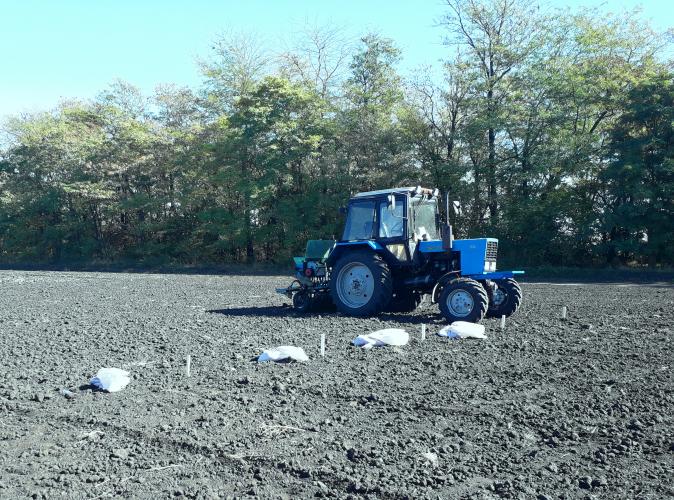 Students of Stavropol State Agrarian University experience new varieties of winter wheat