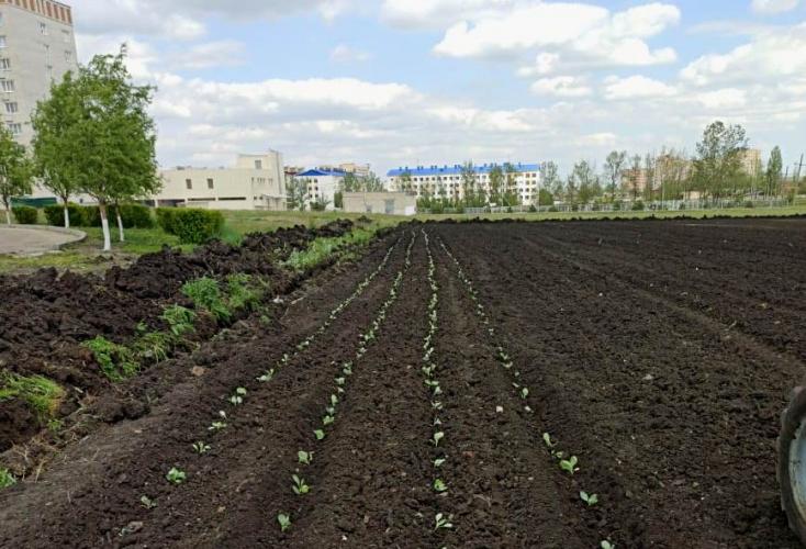 Students of SSAU work in the territories of the educational-experimental farm