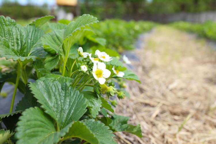 Stavropol State Agrarian University participates in the development of the region’s berry brand