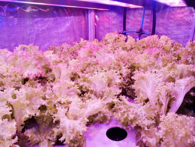 In Stavropol State Agrarian University, designers were implemented to develop the competencies of city farming