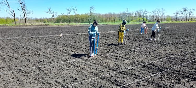 Experience was laid in the study and evaluation of experimental sunflower hybrids in preliminary variety testing