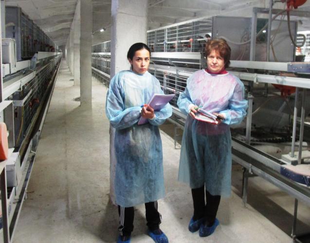 Technological audit of chickens "DOMINANT CZ"