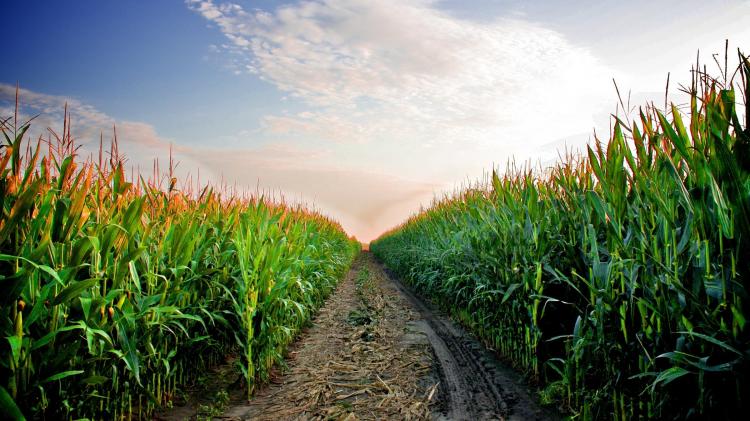 Joint scientific work of scientists from SSAU and Research Institute of Agriculture of Crimea