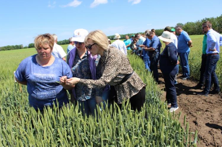 Field Day at Stavropol Variety Testing Station