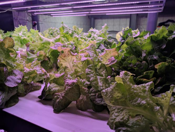 SSAU will train city-farmers on Russian [city] Farms installations