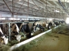 Stavropol State Agrarian University became a full member of the national selection and livestock breeding