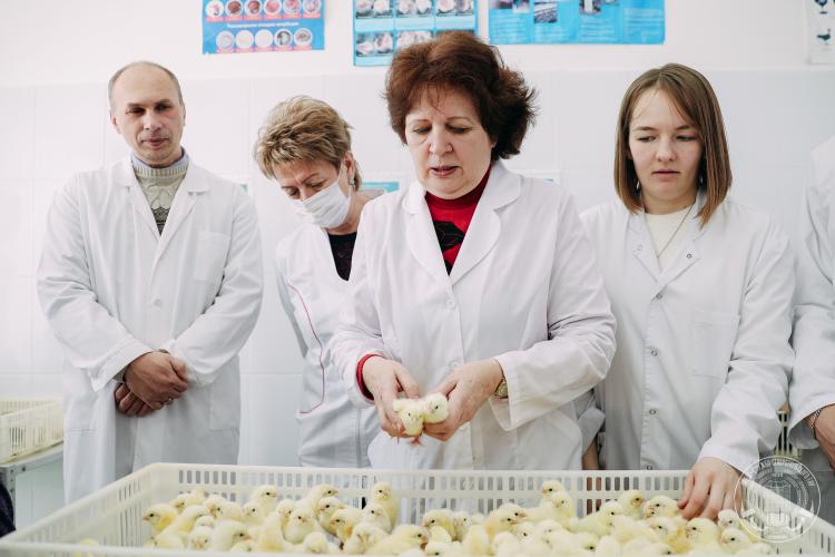 Практическое занятие для студентов факультетов ветеринарной медицины и биотехнологического, в рамках работы Центра органического птицеводства Юга России